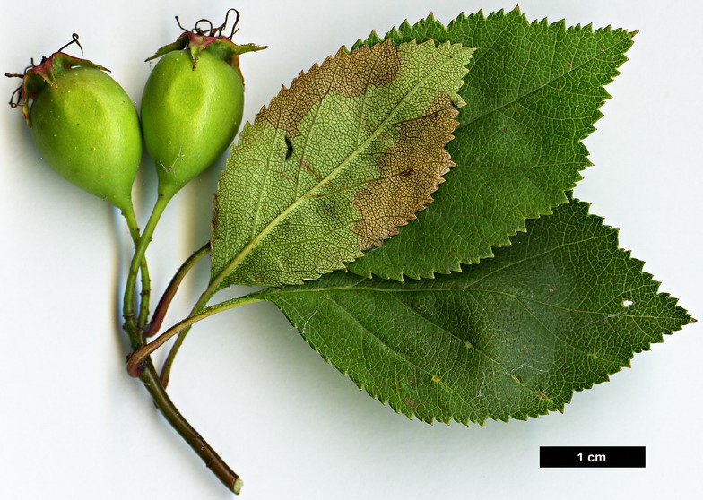 High resolution image: Family: Rosaceae - Genus: Crataegus - Taxon: intricata - SpeciesSub: var. rubella